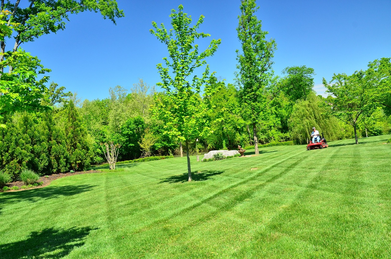 summer lawn care